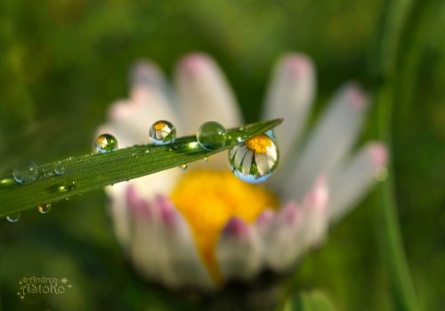 ob_f8d701_daisy-raindrops-ii-by-astoko-d7eay4r