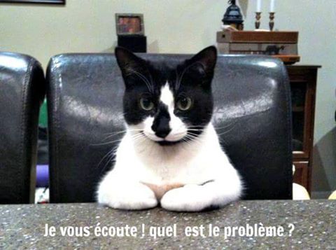chat foctionnaire_n