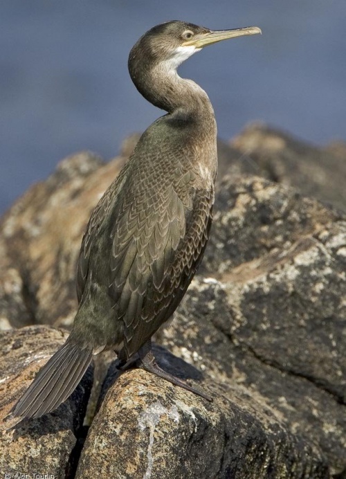 cormoran-huppe