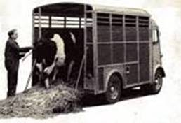 bus et vache
